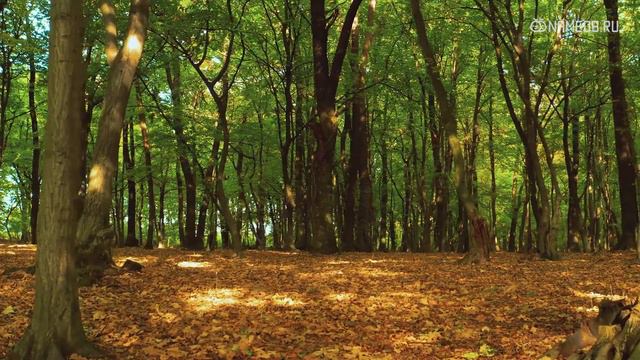 Люди этих знаков Зодиака не считаются с чужим мнением смотреть онлайн
