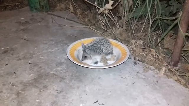 Ушастый ежик пьёт молоко смотреть онлайн