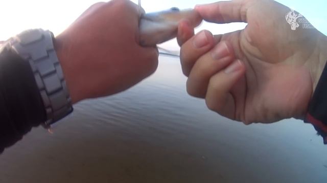 Прогулки с Крокодилом или попытка приспособить дубовый спиннинг под ультралайт смотреть онлайн