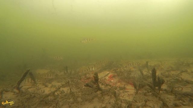Релакс видео перед сном, Подводная съемка окуня \ Relaxation Video before bedtime, underwater video смотреть онлайн