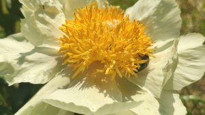 Пион Клер де Лун