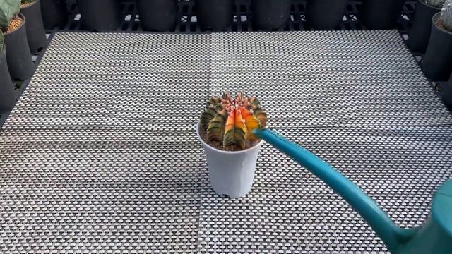 How And When To Water A Cactus / Cactus Care Ep. 01