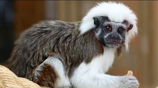 ЭДИПОВ ТАМАРИН - Обладатель пышной шевелюры смотреть онлайн