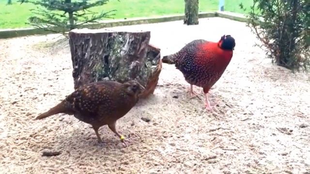 Satyr Tragopan (Tragopan Satyra) | Pair | Male | Female