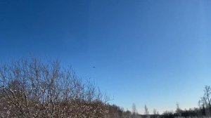 Волки начали нападать на лошадей/Выехали на отстрел волков/Охота на волка 2022