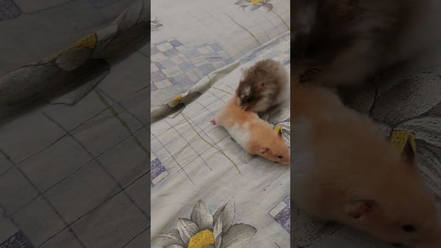 Спаривание сирийских хомяков (плюшевого и королевского) to be continued смотреть онлайн