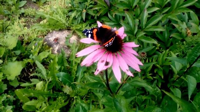 Бабочка Адмирал Butterfly Admiral смотреть онлайн