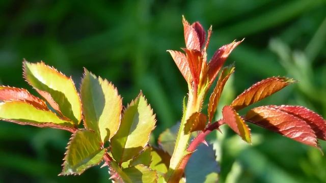 Panasonic lumix fz38 /MIS MEJORES FOTOS / MY BEST PHOTOS смотреть онлайн
