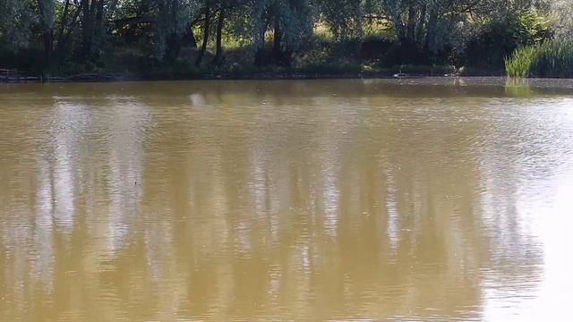 Рыбалка на пруду. Байрак 02-03.07.2022г. смотреть онлайн