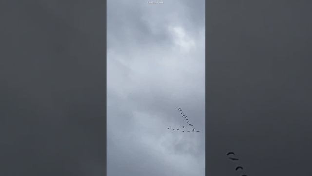 Вестники наступающей весны #shorts #природа #земнойирий #птицы #перелётныептицы #грачи #весна смотреть онлайн