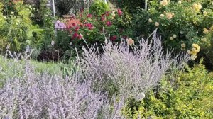 Прекрасный САД Светланы и Сергея Декуновых. Обзор - прогулка.