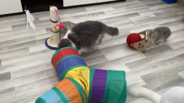 Try Not To Laugh 🤣 Funniest Cats and Dogs 2024 😹🐶 Part 15