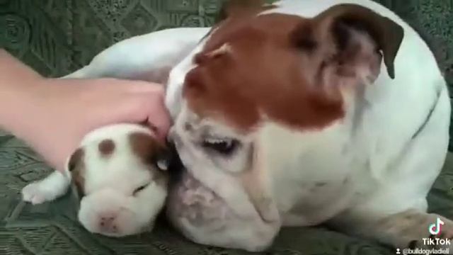 Английский бульдог!Щенки д.р.21.07.2021. Свободны для продажи! смотреть онлайн