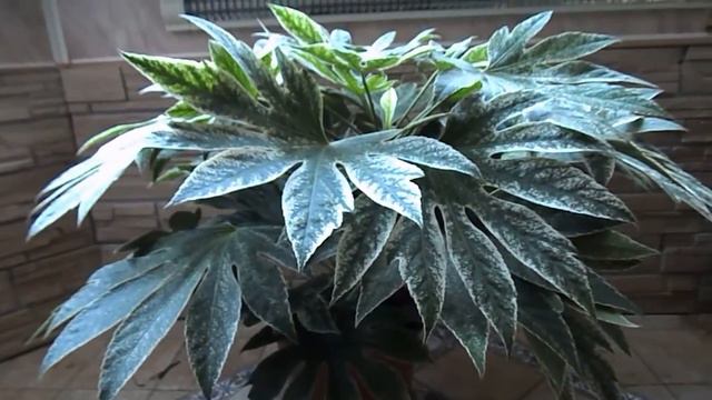 Супер Фатсия 