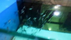 Разводня аквариумных рыбок Часть 2.