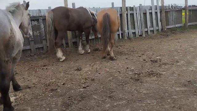 Жеребец пристраивается к молодой кобыле смотреть онлайн