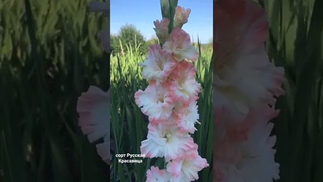 Гладиолус, сорт Русская Красавица смотреть онлайн