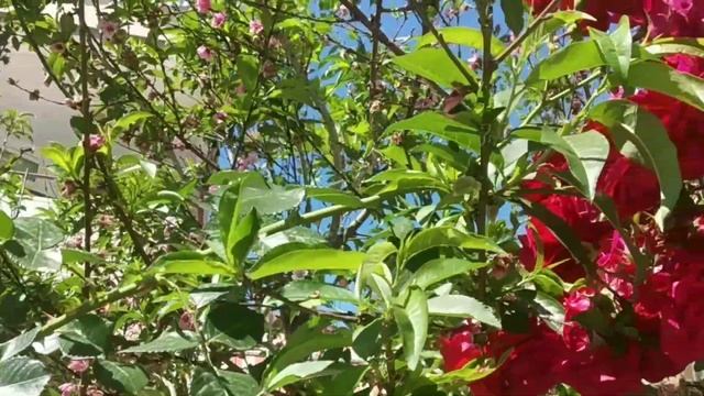 #Аланья.?ПОЗДРАВЛЯЮ С ПРАЗДНИКОМ ПОБЕДЫ 9-МАЯ!!!#??? смотреть онлайн