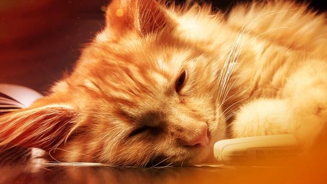 Soothing music for Cat and Kitten ?? (with Cat purring sounds) - Music for Cats - 1 HOUR смотреть онлайн