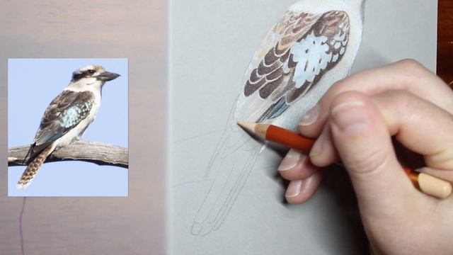REALISTIC BIRD - Drawing a Kookaburra with Derwent Drawing colour pencils on Canson Mi-Teintes pape смотреть онлайн