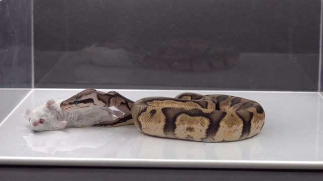 Calico Python Eats A Mouse - Warning Live Feeding смотреть онлайн