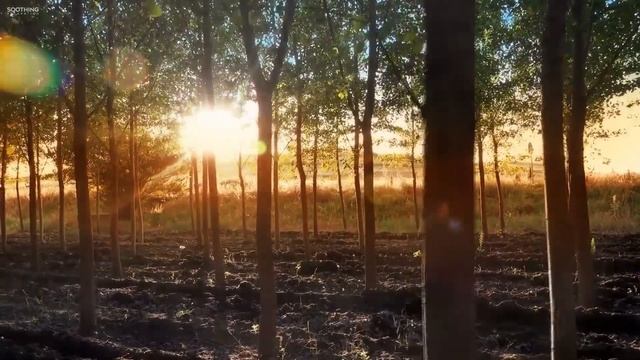 Dhammakaya Meditation - An Unruly Horse - Непослушная лошадь (Медитация+Музыка) смотреть онлайн