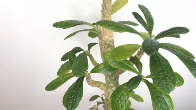 Dorstenia Gigas Plant Care смотреть онлайн