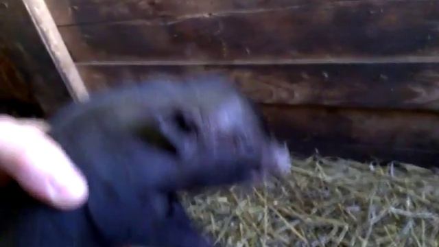 Поросенок азиатской вислобрюхой свиньи смотреть онлайн