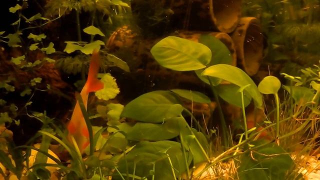 Черный Нож против Лабео смотреть онлайн