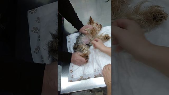 Гирудотерапия Кологривова И.В. смотреть онлайн