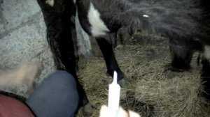 МАСТИТ У КОРОВЫ! ЧЕМ ЛЕЧИТЬ?