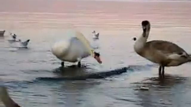 ЛЕБЕДИ БАЛТИКИ г. Пионерский Курорт (relax videos) смотреть онлайн