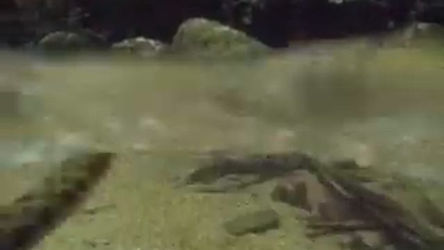 жерлянка смотреть онлайн