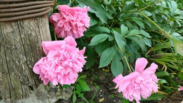 Пятигорск 2023 - ''ВЛЮБЛЕННЫЙ ПИОН'' 31 05 23 смотреть онлайн