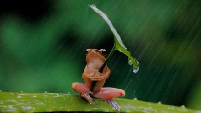 Красивая музыка G.E.N.E.- Rain Forest 1993 смотреть онлайн