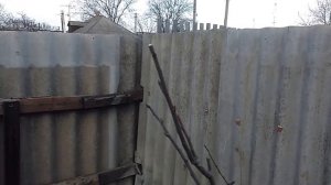 Прививка сливы. Просто и правильно.