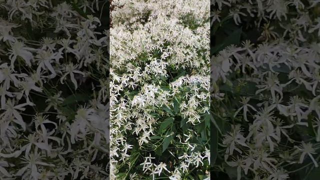 🌸🌿Облако цветов 🌸🌿 смотреть онлайн