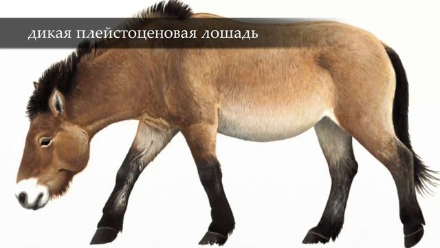 КОСТЁНКИ. ДРЕВНИЕ СТОЯНКИ ЧЕЛОВЕКА #1 смотреть онлайн