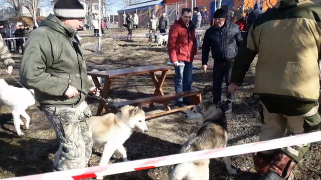 Выставка собак г.Клинцы смотреть онлайн