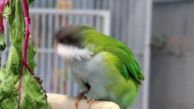 Pros and Cons of 16 Species of Pet Birds смотреть онлайн