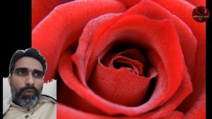 Tip For Gladiator Rose // Biggest Size Rose Variety // Recognize Gladiator Rose