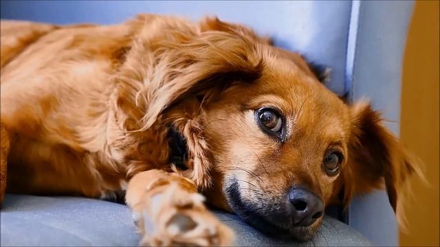 О книге Даниила Да «Гимотроп» смотреть онлайн