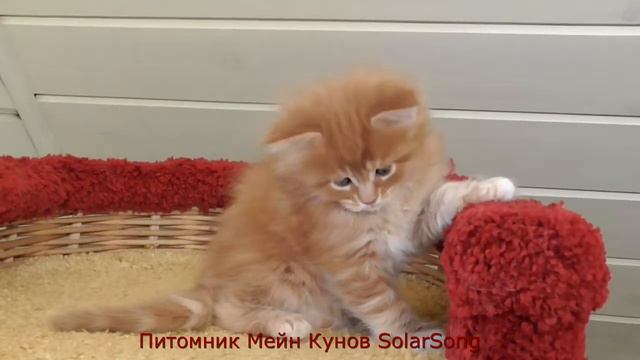 Красная девочка, 1.5 месяца смотреть онлайн