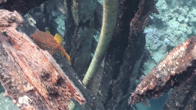 Red Sea Sha'ab Marsa Alam смотреть онлайн