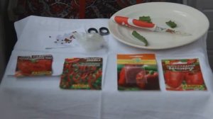 Как сеять перец на рассаду для быстрых и дружных всходов