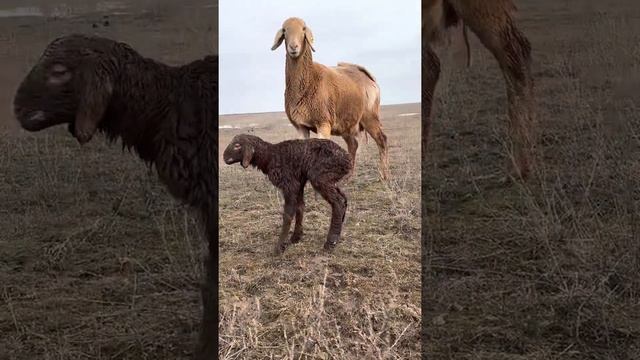 Гиссарская овца Калмыкия окот 2022 КФХ «Ойрат» смотреть онлайн