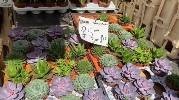 Цветы ?Винтажные Лавки на Цветочном Рынке в Лондоне! Columbia Road Flower Market London
