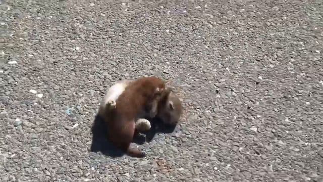 Weasel Attacks Rabbit