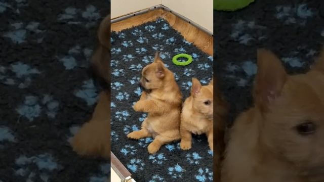 щенки Норвич терьера #норвичтерьер смотреть онлайн