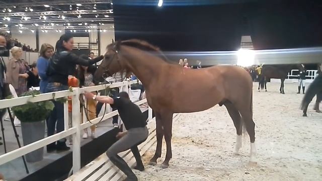 Балованный донской жеребец. смотреть онлайн